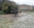 Μοίρες Ηρακλείου Κρήτης: Άλογο αλυσοδεμένο μέσα στις λάσπες χωρίς τροφή και νερό